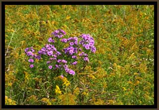 Purple aster in goldenrod, 2009